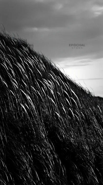 Black and white tottori windy meadow with dune grasses swaying in the breeze - AI-generated stock image
