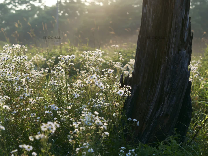 Fukushima native meadow with weathered stump - AI-generated stock image