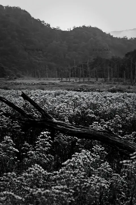 Yamagata rewilded meadow with fallen branch in foreground - AI-generated stock image