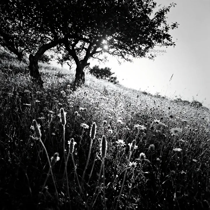 Black and white hillside apple meadow with flowers and sun in the background - AI-generated stock image