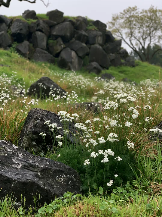 Aomori climate resilient meadow with boulder - AI-generated stock image