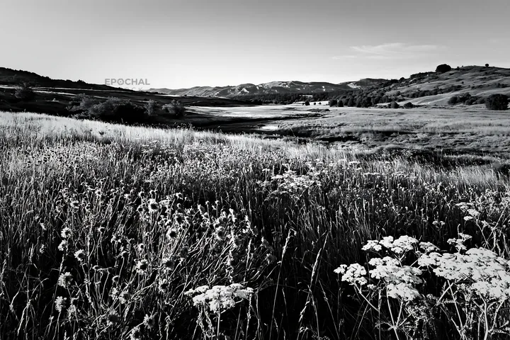 Sunny herb meadow beside a stream in black and white - AI-generated stock image