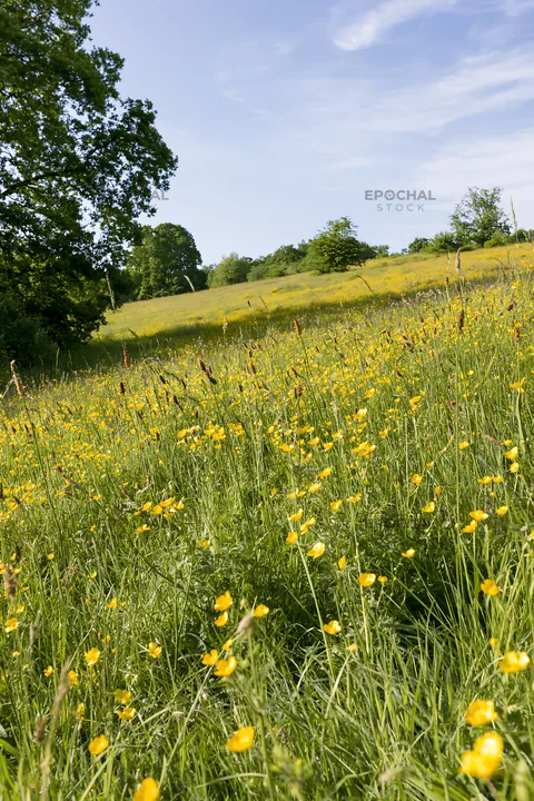Sunlit flower meadow at woodland edge with yellow blossoms - AI-generated stock image