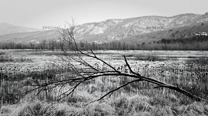 Black and white yamagata rewilded meadow with fallen branch in the foreground - AI-generated stock image
