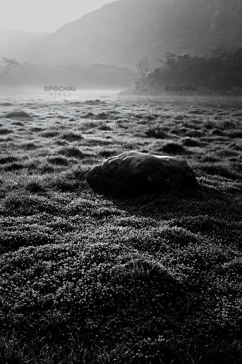 Black and white yamaguchi limestone meadow with pale boulder in early morning light - AI-generated stock image