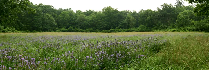 Meadow flower border with woodland background space - AI-generated stock image