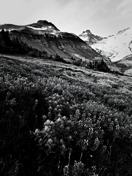 Mount Rainier meadow with lupine flowers in black and white - AI-generated stock image