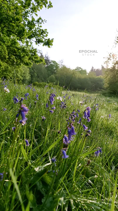 Flowers bloom at forest edge meadow in morning light - AI-generated stock image