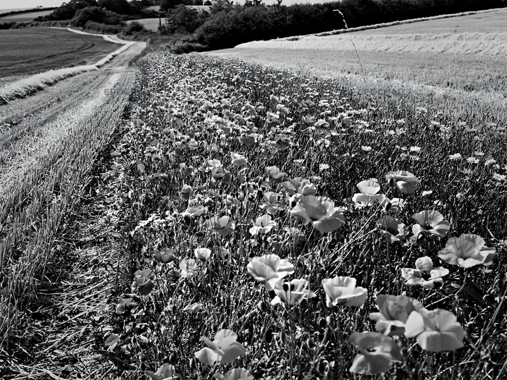 Colorful poppy meadow along a rural road in daylight - AI-generated stock image