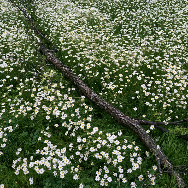Yamagata rewilded meadow fallen branch foreground with flowers - AI-generated stock image
