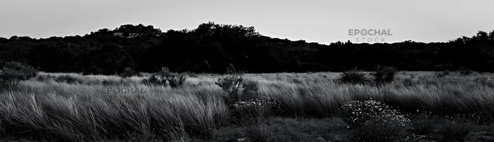 Black and white drought-tolerant meadow with wildflowers in a natural setting - AI-generated stock image