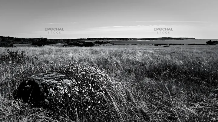 Black and white miyagi spring recovery meadow mossy stone with flowers - AI-generated stock image
