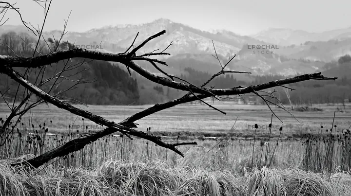 Black and white yamagata rewilded meadow fallen branch in the foreground - AI-generated stock image