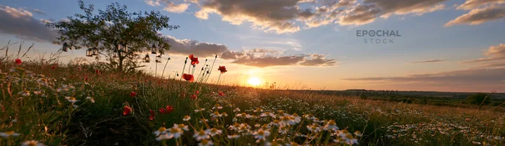 Sunset over apple tree meadow with flowers and lanterns - AI-generated stock image