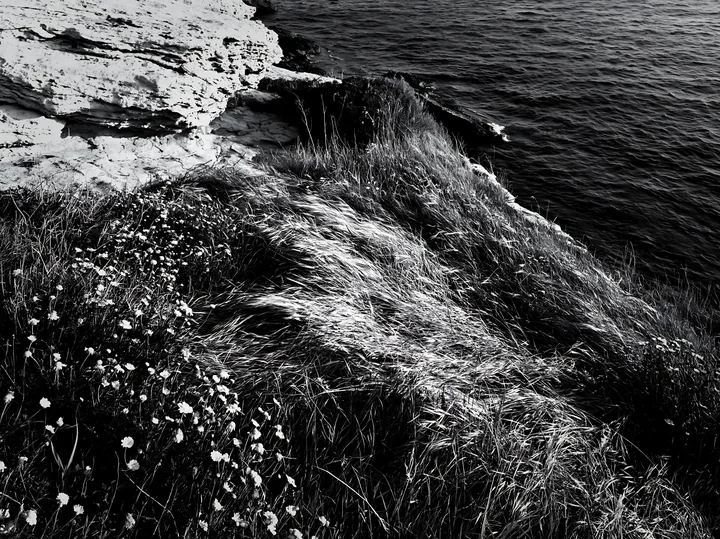 Italian meadow along rocky coast with water in background - AI-generated stock image