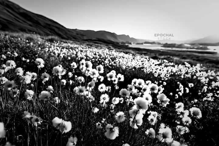 Black and white cottongrass meadow glow at sunset by the water's edge - AI-generated stock image