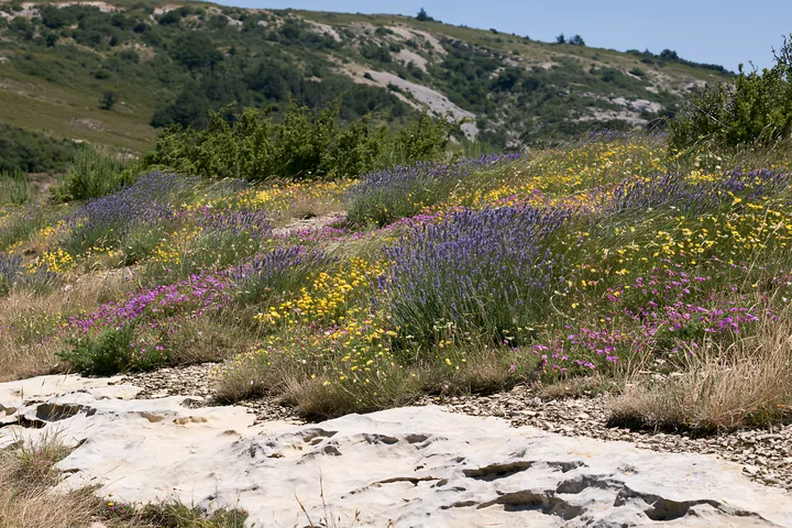 Drought-tolerant meadow with colorful wildflowers and rocky path - AI-generated stock image