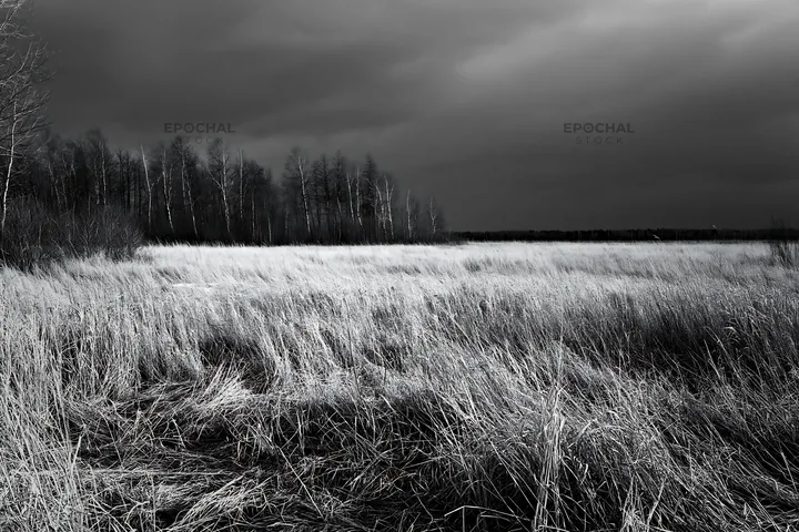 Black and white tall grass meadow under a cloudy sky with distant trees - AI-generated stock image
