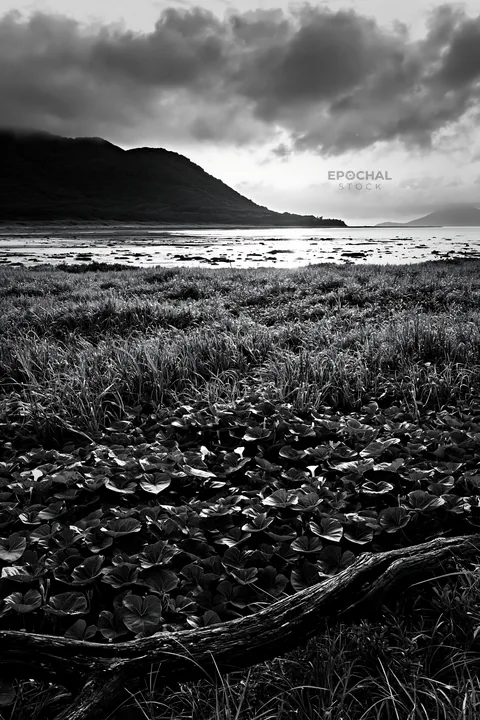 Black and white nagasaki coastal meadow driftwood foreground mood - AI-generated stock image