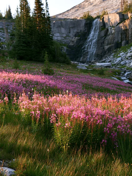 Flower meadow under a cascade in a natural setting - AI-generated stock image