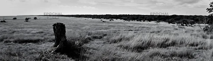 Black and white fukushima native meadow with weathered stump - AI-generated stock image