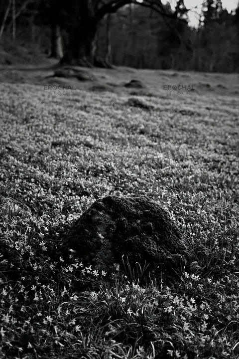 Black and white miyagi spring recovery meadow mossy stone with flowers - AI-generated stock image