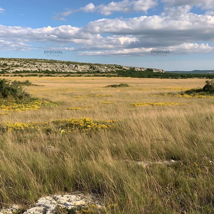 Sunny flowering limestone meadow under a blue sky - AI-generated stock image