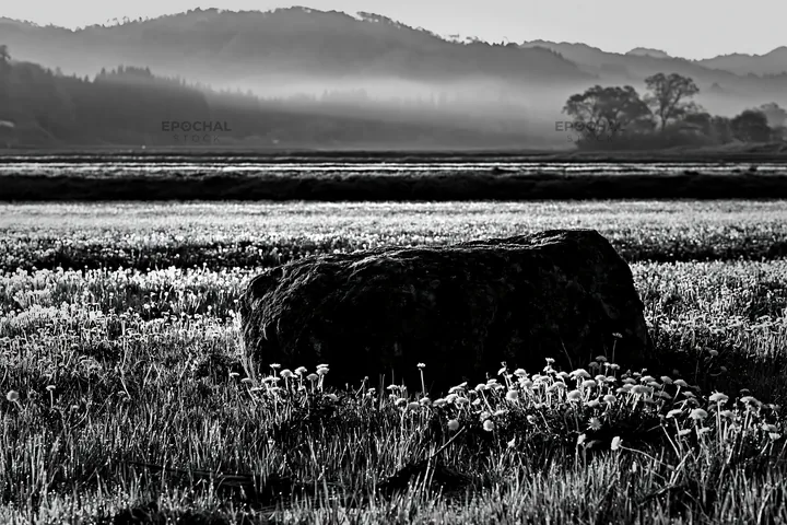 Black and white miyagi spring recovery meadow mossy stone surrounded by flowers - AI-generated stock image