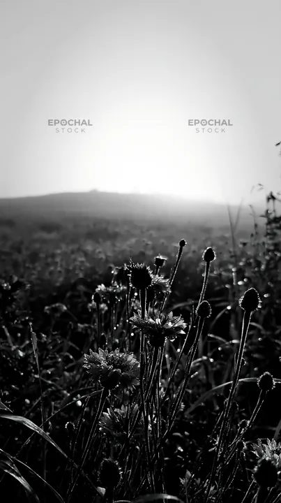 Cornflower meadow in black and white during early morning light - AI-generated stock image