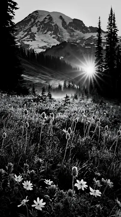 Black and white mount Rainier wildflower meadow sunrise with vibrant flowers - AI-generated stock image