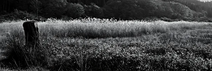 Black and white fukushima native meadow with weathered stump - AI-generated stock image