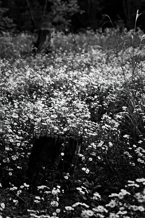 Black and white fukushima native meadow with weathered stump - AI-generated stock image