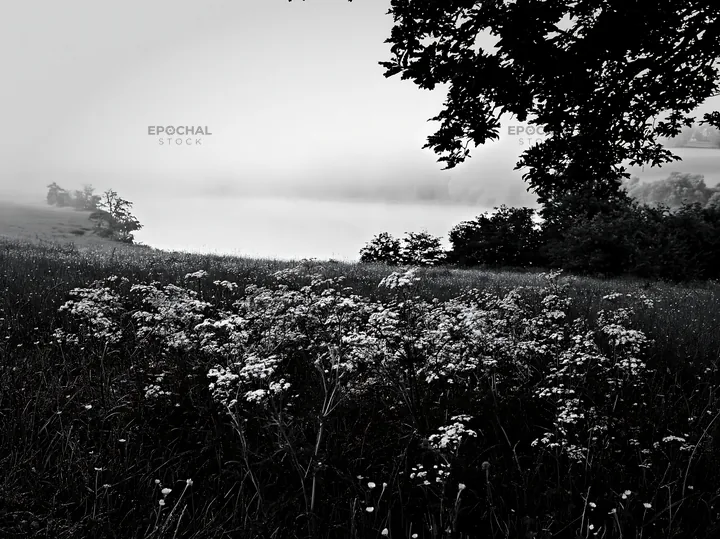 Black and white lakeside orchard meadow with flowers and misty background - AI-generated stock image