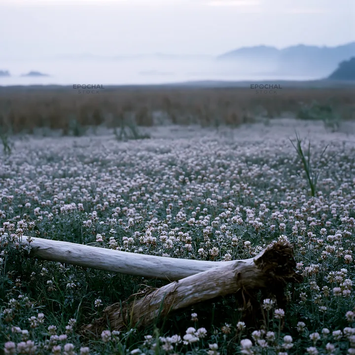 Nagasaki coastal meadow driftwood foreground mood - AI-generated stock image