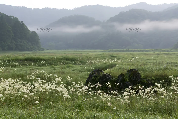Misty meadow with moss covered stone in Shimane - AI-generated stock image