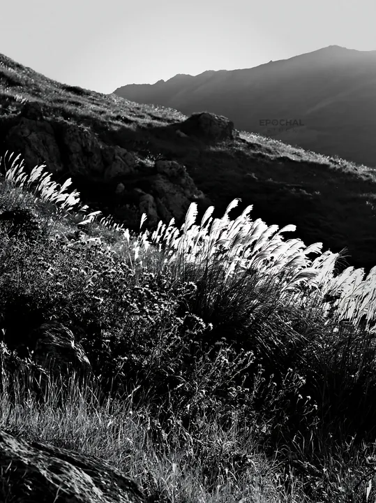 Black and white oita highland meadow with granite stones under warm sunlight - AI-generated stock image