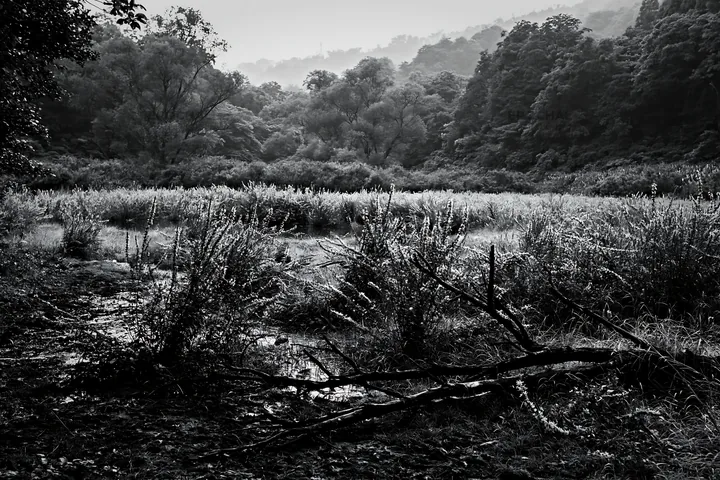 Yamagata rewilded meadow with fallen branch in foreground - AI-generated stock image