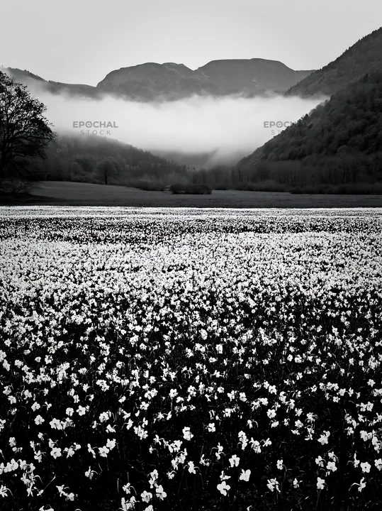 Meadow filled with flowers below the Pyrenees mountains - AI-generated stock image