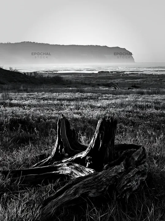 Driftwood in meadow under coastal climate in Chiba - AI-generated stock image