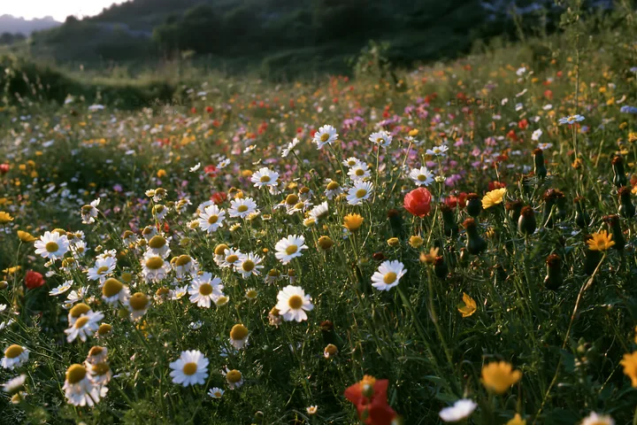 Wide Christmas meadow with flowers and fairy lights at dusk - AI-generated stock image