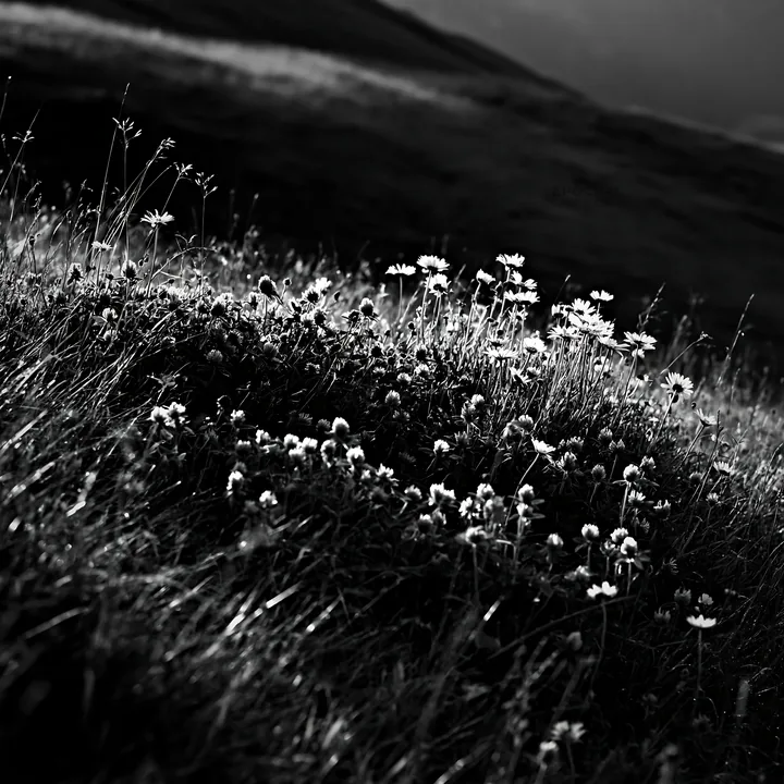Sunbeams shining on Alpe di Siusi meadow with flowers - AI-generated stock image