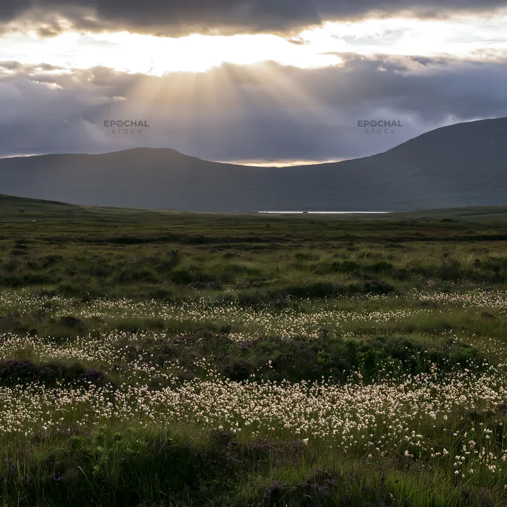 Crepuscular rays shining over a meadow with flowers - AI-generated stock image