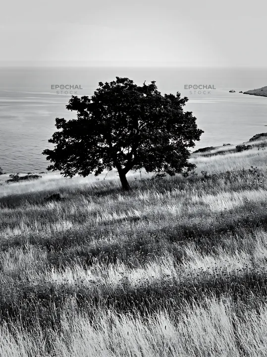 Croatian meadow landscape above the Adriatic coast - AI-generated stock image