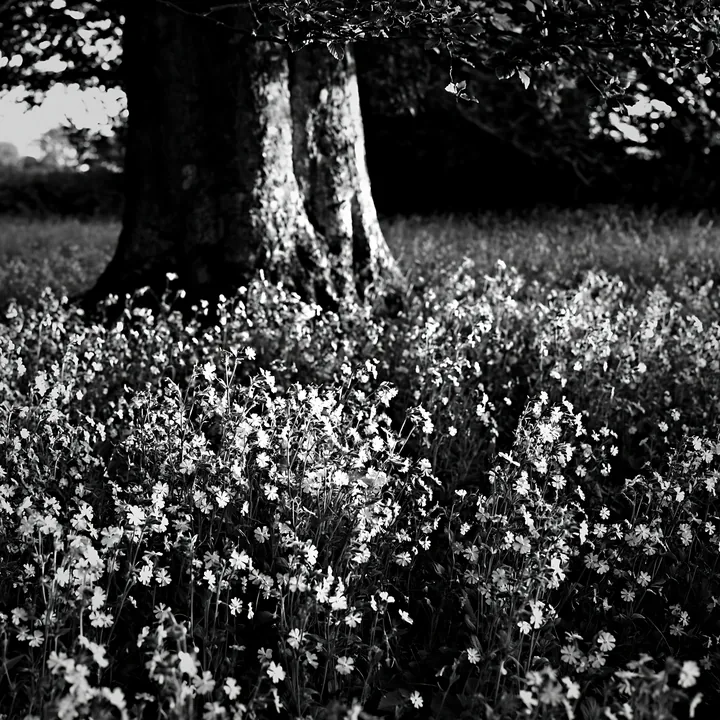 Black and white pink campion meadow under a large tree - AI-generated stock image