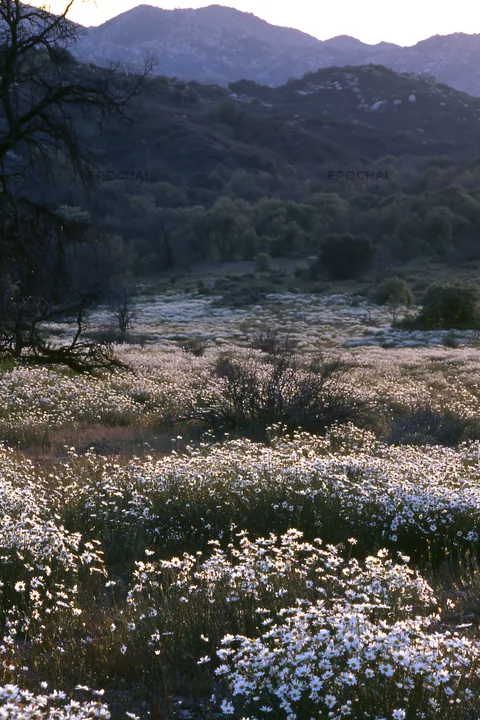 Cloudy foothill meadow with flowers in a natural setting - AI-generated stock image