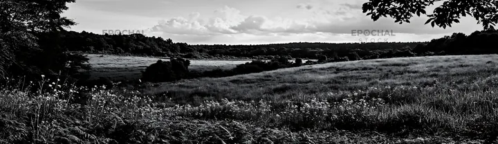 Black and white nara summer meadow with fern foreground - AI-generated stock image