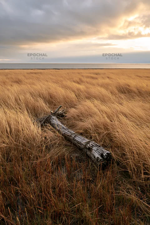 Ishikawa coastal meadow storm washed driftwood on grassland - AI-generated stock image