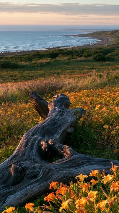 Chiba coastal climate meadow driftwood foreground - AI-generated stock image
