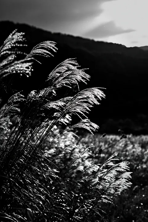 Black and white iwate rain refreshed meadow seedhead foreground - AI-generated stock image