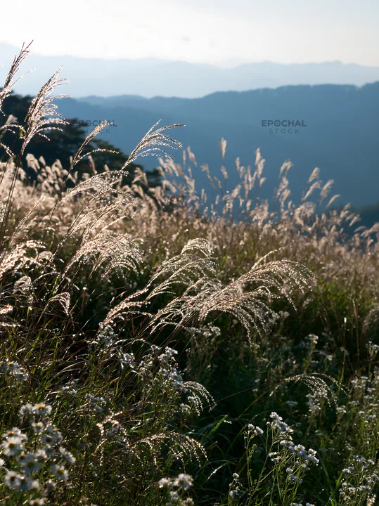 Biodiverse Nagano silver grass meadow dew glistens in sunlight - AI-generated stock image